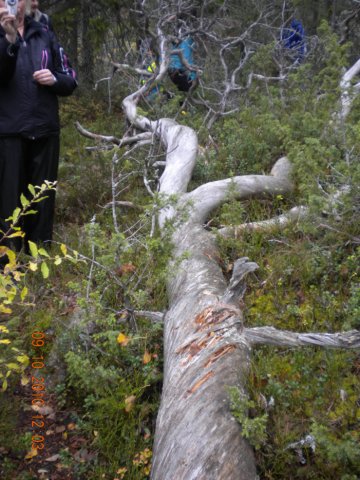 meravridet.jpg